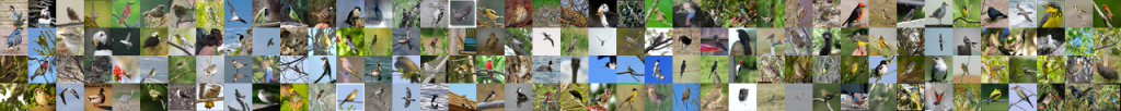 شبکه عصبی تشخیص پرندگان مثبت صحیح